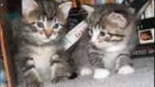 The Kat Movie.wmv