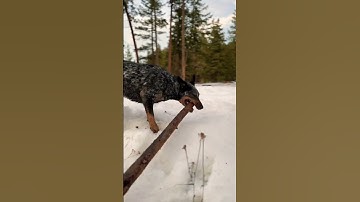 Just an Average Game of Fetch with my Blue Heeler