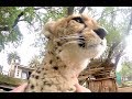 African Cheetah Loves Attention | Big Cat Spends Enrichment Time Visiting Man | Purrs & Licks Friend