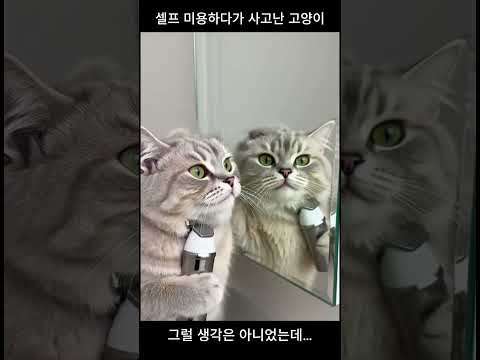 셀프 미용하다 사고친 고양이 😹 #고양이 #고양이영상 #고양이미용