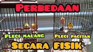 Perbedaan #pleci malang dan #pleci Pacitan. SECARA FISIK. BACA DISKRIPSI 👍🏻