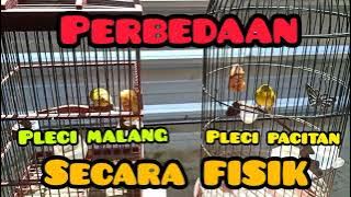 Perbedaan #pleci malang dan #pleci Pacitan. SECARA FISIK. BACA DISKRIPSI 👍🏻