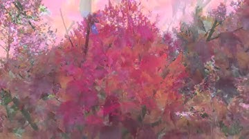 Brandywine Maple For Sale Online $1.80