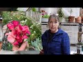 Starting Sweet Peas in Pots