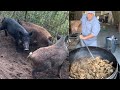 Trapping wild pigs in louisiana catchcleancook huge pork gravy for 150 people