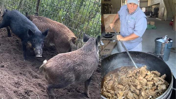 Trapping Wild Pigs In Louisiana (Catch*Clean*Coo.....