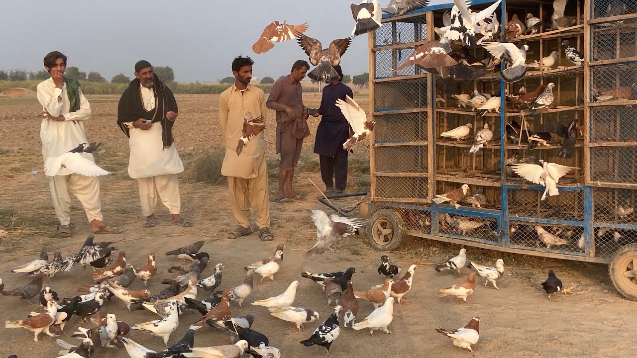 Kabootar Mukabla 800 Kabootar DGKhan VS Layyah ||Sakht Muqabla 🕊️🏆🕊️