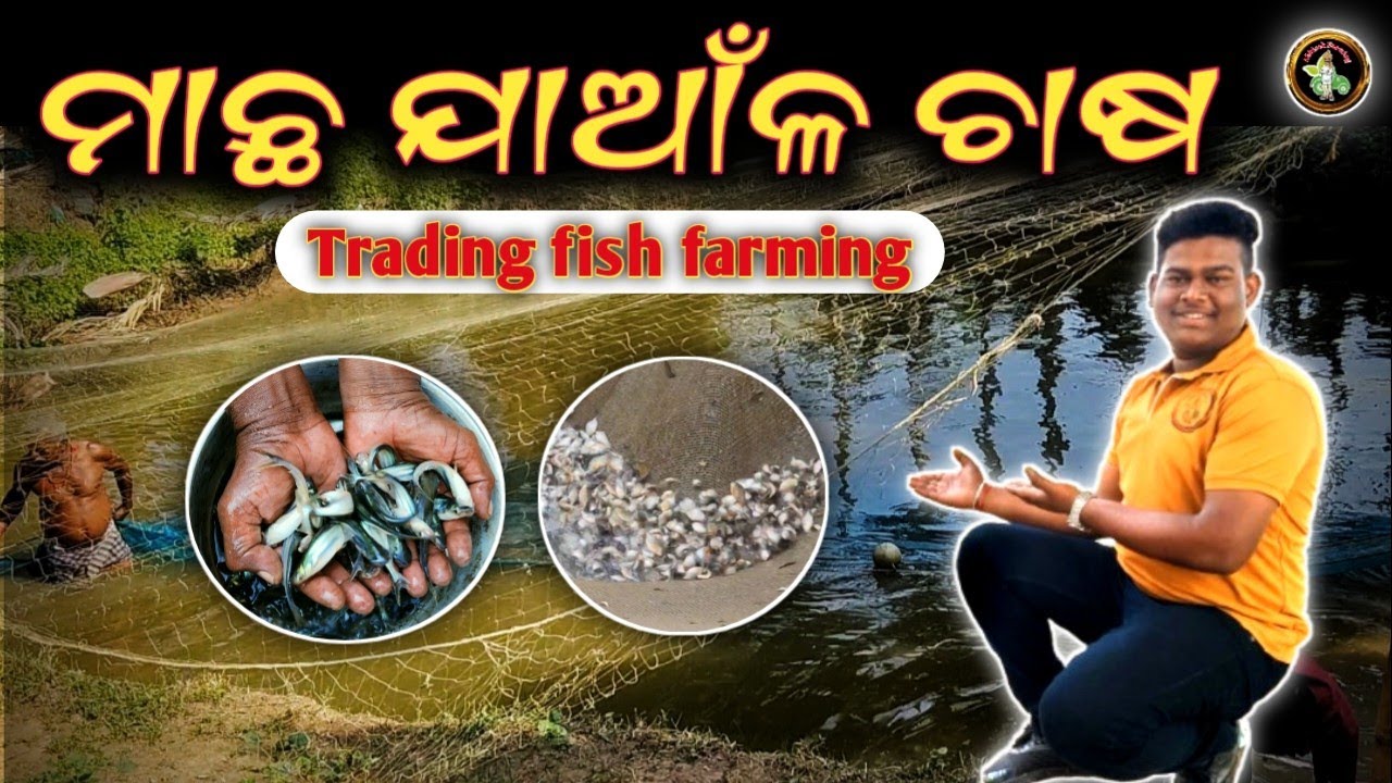 ମାଛ ଯାଆଁଳ ଚାଷ[Trading fish farming].