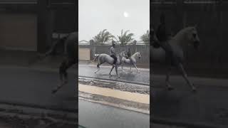 خيل ومطر يا روعه المنظر #shorts