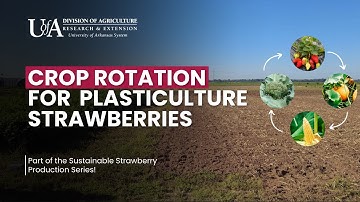 Crop Rotation for Plasticulture Strawberries