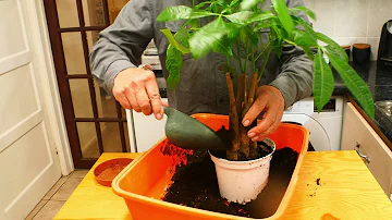 Money Tree Care and repotting