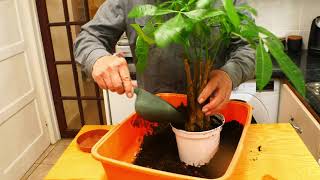 Money Tree Care and repotting