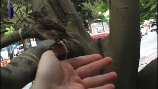 MİNİK SERÇE YUVASINDAN DÜŞMÜŞ. Ağacın dalına koyduk.