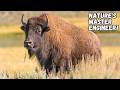 American Bisons The Giants That Engineered North America S Prairies