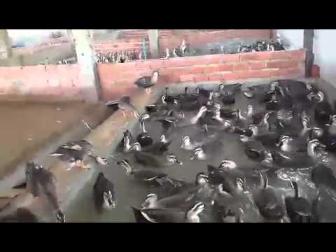 Video VỊT TRỜI BẦU MÂY CUNG CẤP TOÀN QUỐC - LH:... - youtube