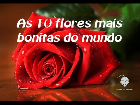As 10 Flores Mais Bonitas Do Mundo Youtube