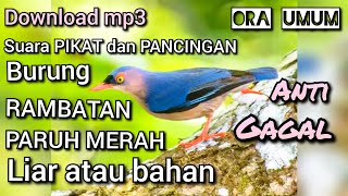 download suara pikat dan pancingan bunyi burung rambatan paruh merah ora umum