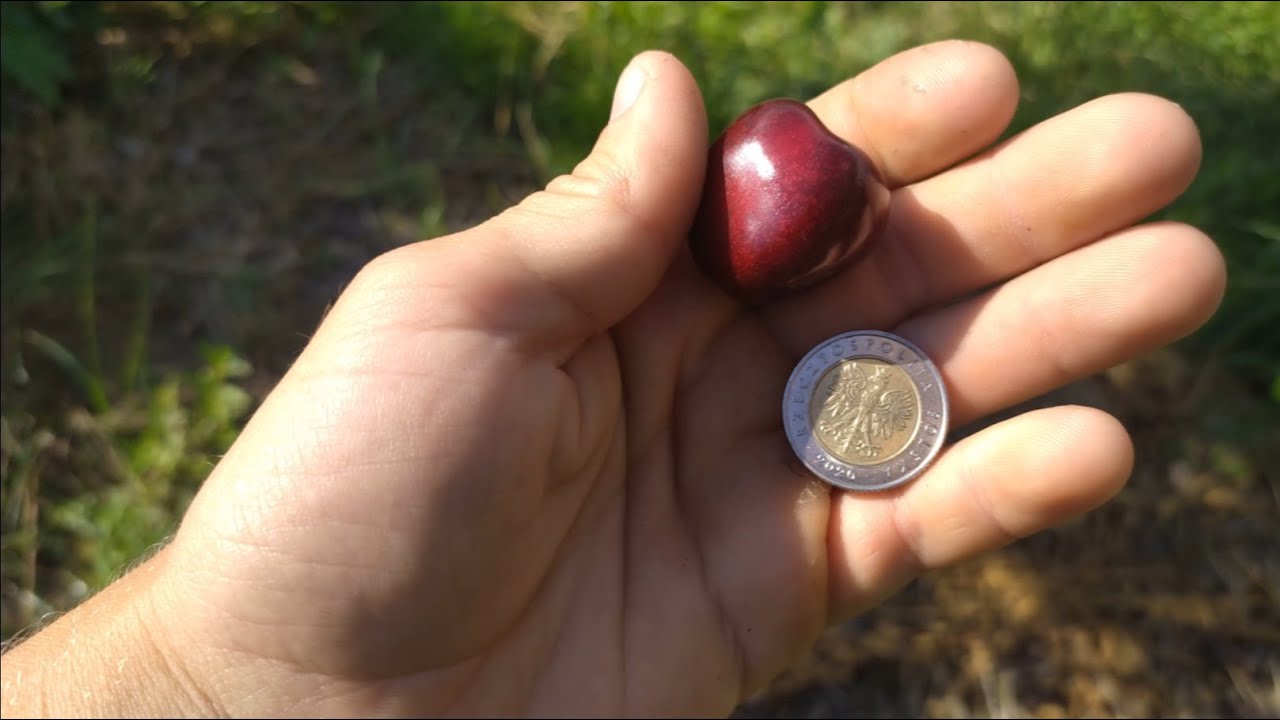 Koniec sezonu Czereśniowego: Przegląd odmian, Dziki niszczą czereśnie!