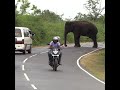 Hungry Wild Elephant Comes to the Main Road Searching for Food 🐘