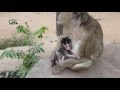 baby monkey with mom, monkey protects baby,cute baby monkey - (Part 23)