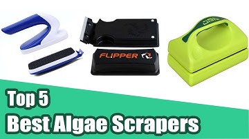 5 Best Aquarium Algae Scrapers 2019