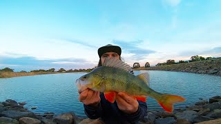 GIANT Redfin Perch Fishing MADNESS