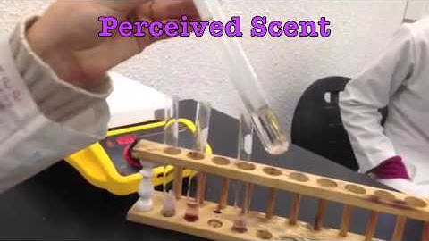 Ester Synthesis Lab report