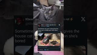 Sometimes My Roommate Gives The House Cat A Middle Part