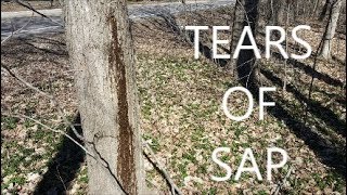 The End Is Near (Last Boil Maple Syrup 2019)
