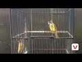 Pancingan Suara Cucak Jenggot Yang Macet Bunyi Mp3 - Mp4 Download