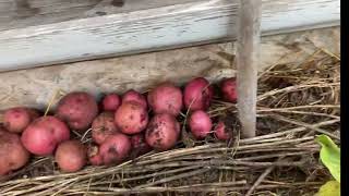 Red potatoes nutritious! Easy to grow and harvest!@Nga Tran Canada.Khoai tây đỏ bổ dưỡng,dể trồng… by Nga Tran Canada 85 views 7 months ago 8 minutes