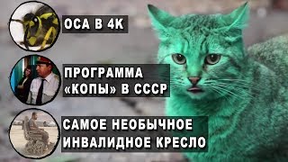 ЗЕЛЕНАЯ КОШКА В БОЛГАРИИ ЗЕЛЕНАЯ КОШКА В БОЛГАРИИ