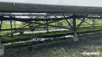 Trại Ốc Nguyễn Cường Cung Cấp Ốc Bươu Đen Con 0919748192