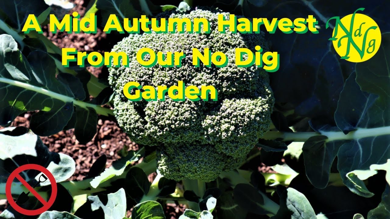 A Mid Autumn Harvest From Our No Dig Garden