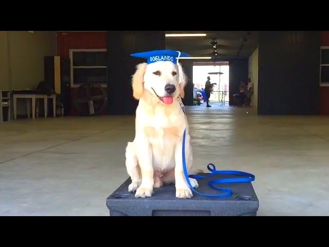 Super Cooper Sunday #10 - GRADUATING PUPPY CLASS - YouTube