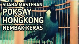 Suara Masteran Poksay Hongkong Nembak Keras