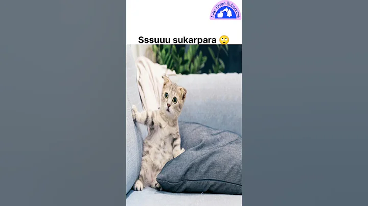 Video 11844241: cat lovers funny