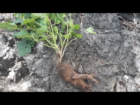 วีดีโอ: พืชโสมเติบโตที่ไหน?