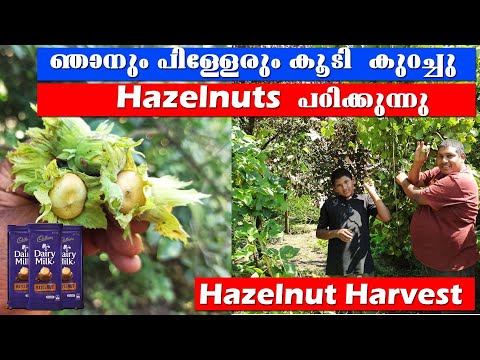 Hazelnut Harvest || When should I harvest hazelnuts || Can you eat hazelnuts straight from the