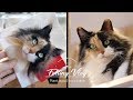 【Vlog】#05_猫の土台に植毛をする 羊毛フェルト制作動画日記 Plant wool on a base
