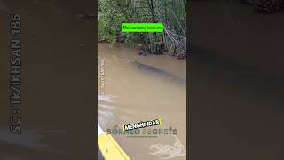 Download Lagu Buaya Muara Raksasa Berenang di samping Perahu #shorts #predator #buaya MP3