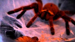 Tarantula Kicking Off Spider