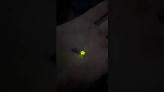 Светлячок