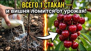 Cherry tree loaded with fruit! The secret they’re KEEPING from you 🍒