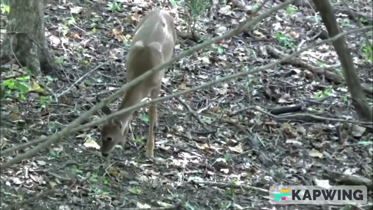 Pa Hunting Season Recap (2022/2023) YouTube