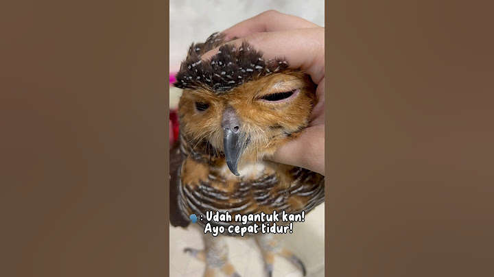 Marahin Burung Hantu nakal tidak mau tidur siang! #burunghantu #owl #animalfunny #animal #funny