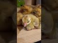 Unbelievable! This Cat Decided She's a Mother Hen and Adopted Baby Chicks #animals #family #aiart