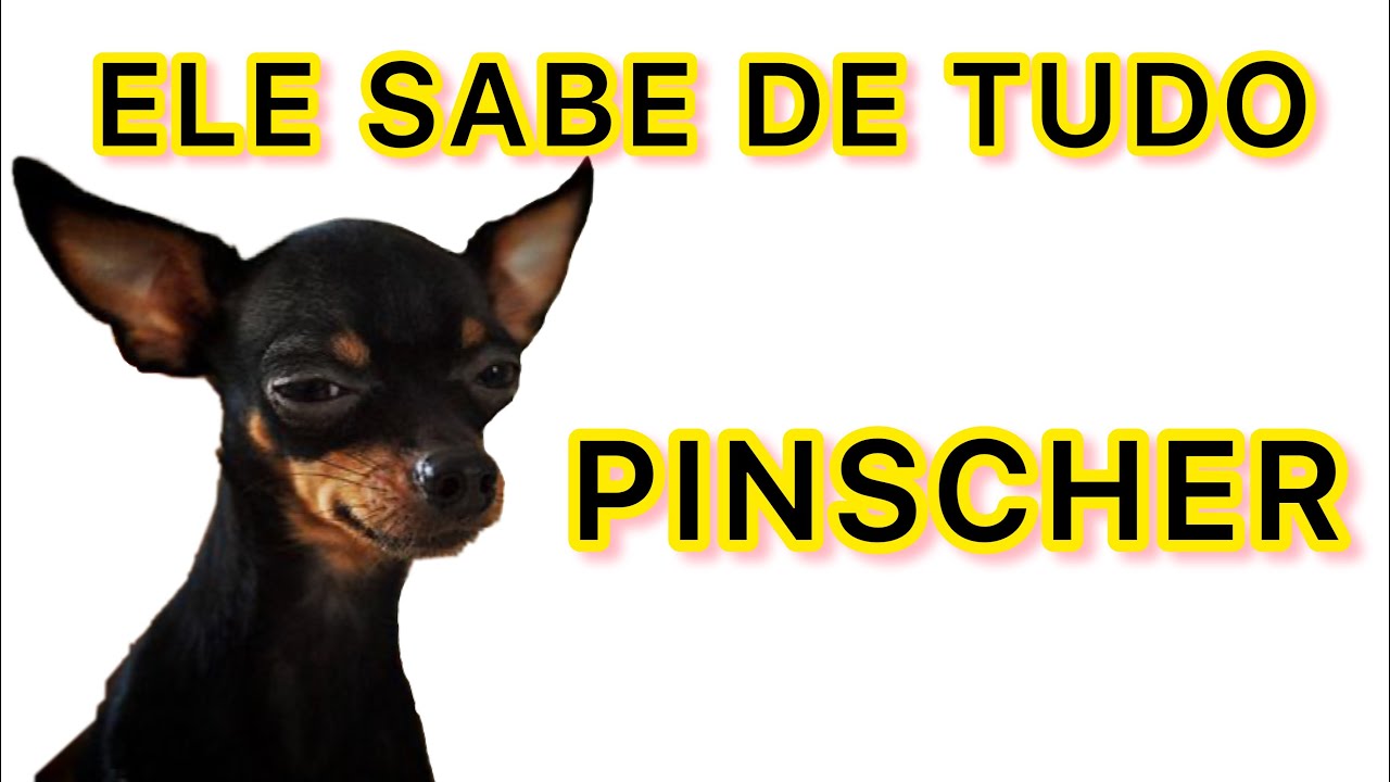 5 COISAS QUE SEU CACHORRO PINSCHER SABE SOBRE VOCÊ E VOCÊ NEM DESCONFIA ...