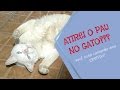 VERDADEIRA versão da música infantil: Pau no Gato | By TaTa Brito