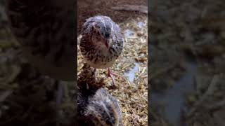 Quails farming #bater #chicken #birds #challenge #money